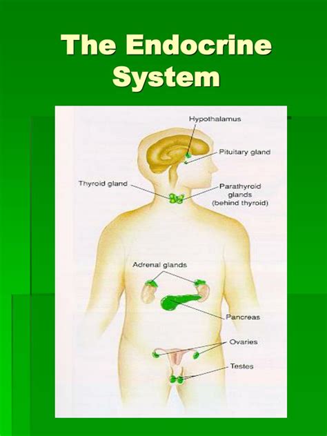 ppt the endocrine system powerpoint presentation free download id