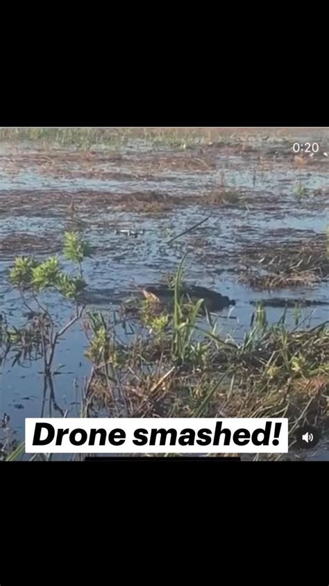 aligator eats drone funny animal video   animal photography funny animal  drone