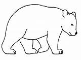 Bear Coloring Pages Face Easy Template Cartoon sketch template