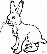 Hase Ausmalbilder Hasen Ausmalbild Ausdrucken Kostenlos Ausmalen Rabbit Malvorlagen Malvorlage Kaninchen Coloriage Colorare Lepre Vorlage Haas Liebre Lapin Liebres Vorlagen sketch template