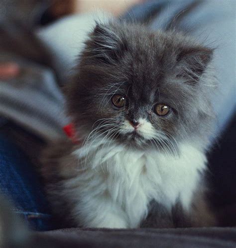 adorable grey and white mix fluffy kitten cute cats