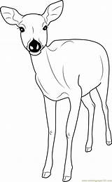 Deer Coloring Fallow Formosan Sika Coloringpages101 Designlooter Antlers sketch template