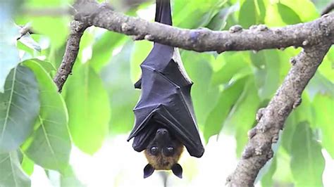 true facts   fruit bat doovi