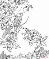 Pajaro Pesco Kleurplaten Ausmalbild Dibujosyjuegos Fiori Vogel Robins Pj Supercoloring Adulte Paysage Colorar Lunetta Cartoni Masks Pettirosso sketch template