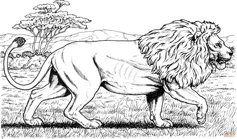 walking african lion coloring page  printable coloring pages