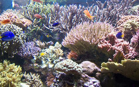 aquarium coral   jdstock  deviantart