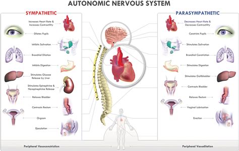 Introduction To Parasympathetic And Sympathetic Monitoring Thoracic Key