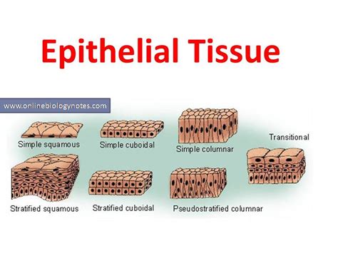 epithelial tissue characteristics  classification scheme  types