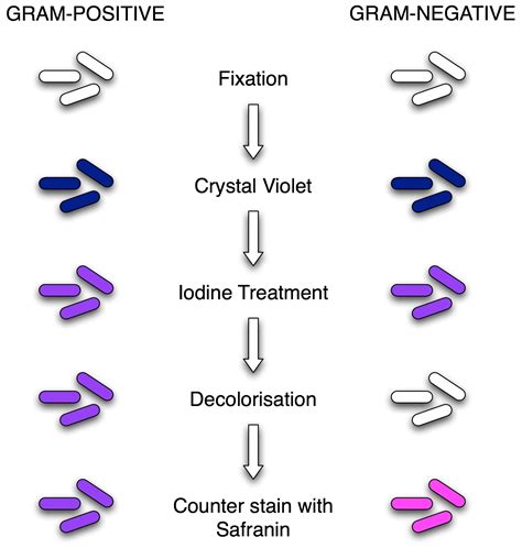 gram staining principle procedure results microbe