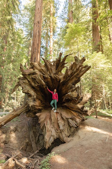 guide   redwoods  california  awkward tourist