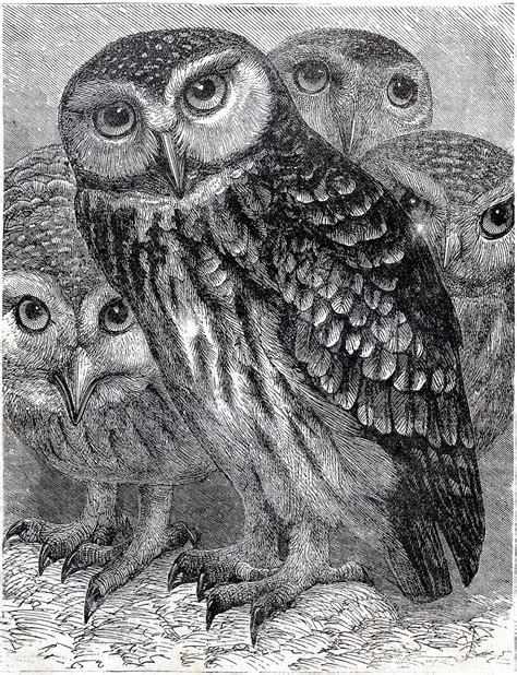 vintage  wonderful owls printable  graphics fairy