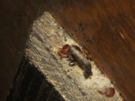bed bugs   wood      pestseek
