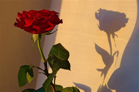 rose  shadow  seld  deviantart