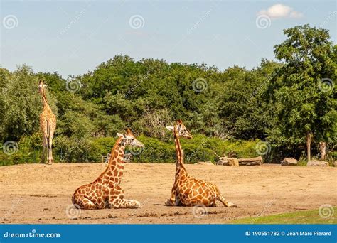 giraffe   beekse bergen safaripark editorial photography image   bergen