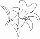 Coloring Flower Printable Lily Pages Lilies Printablee Via Number sketch template