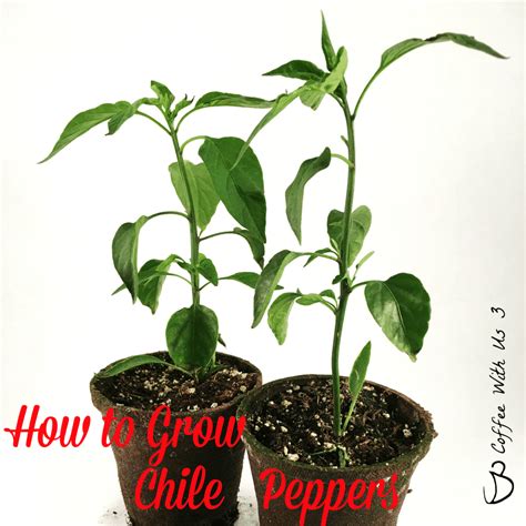 grow chile peppers coffee