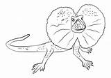 Lizard Frill Coloring Pages Necked Frilled Draw Drawing Step Lizards Printable Kids Animals Adults sketch template
