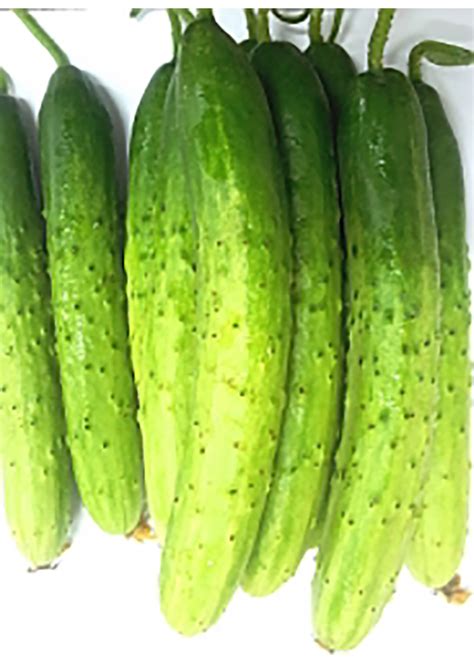 korea white cucumber pcspack harinmart korean grocery  sg