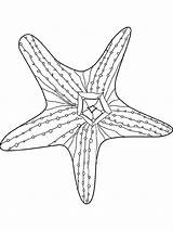 Coloring Starfish Sheet Printable Realistic Comments Library Xcolorings Kids Coloringhome Color sketch template