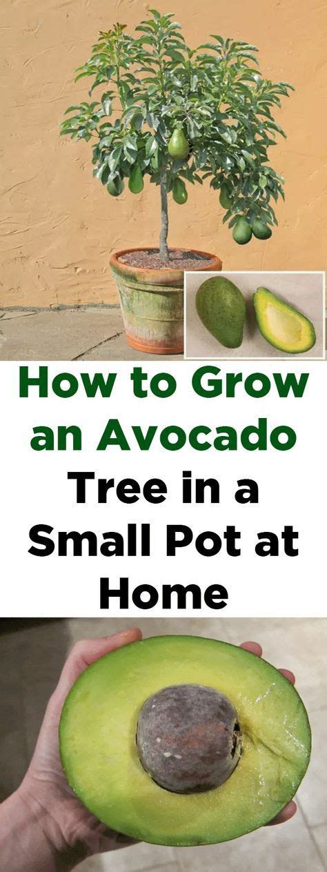 Wie Man Einen Avocado Baum In Einem Kleinen Topf Zu Hause Wachsen Lässt