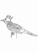 Cuckoo Coloring Guira Bird sketch template