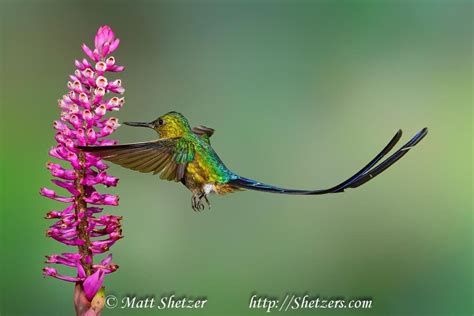 violet tailed sylph hummingbird  flight hummingbird pictures