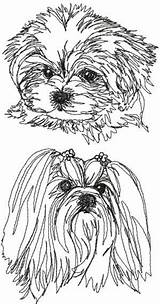 Maltese Malteser Pages Shih Tzu Havanese Maltes Hund Zeichnen Terrier Dxf Ausmalen Bichon Yorkie Perros Femeninos Ankama sketch template