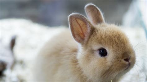 conejo holandes caracteristicas  cuidados de esta carinosa mascota