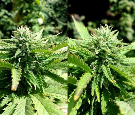 autoflowering cannabis sensi seeds