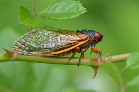 urban wildlife guide cicadas