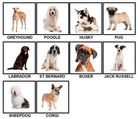 pics dog breeds answers  pics answers