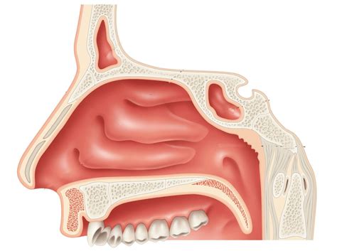rendering    nasal cavity anatomy adaptation  image obtained