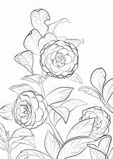 Camellia Coloring Japanese Pages Drawing Flower Para Flores Flor Colorir Printable Color Desenhos Draw Version Click Categories Desenhar Designlooter Getdrawings sketch template