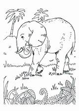 Elefant Elefante Colorare Olifant Ausmalbilder Disegno Malvorlage Ausmalen Ausdrucken Schoolplaten Ausmalbild Savana Elefanten Olifanten Malvorlagen Afb Educima Schulbilder sketch template