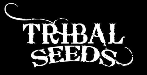 dub rock syndicate interview  tribal seeds