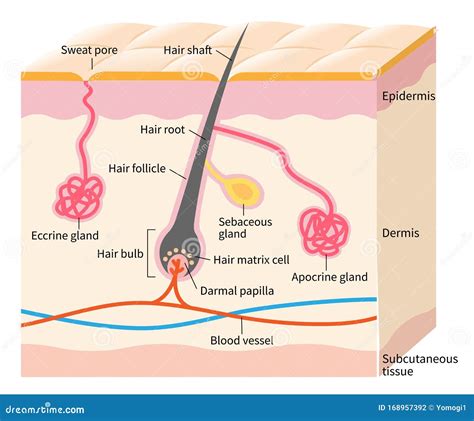 human skin layer  hair follicle sweat  sebaceous glands medical beauty  health