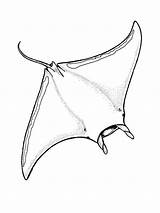 Ray Coloring Pages Manta Drawing Getdrawings Live sketch template