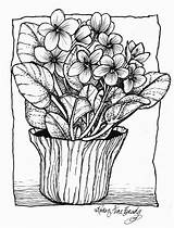 African Violet Drawing Irelandbrady Violets Flower Musings Ponder Getdrawings Tattoo sketch template