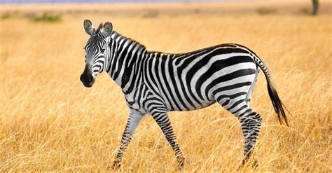 zebra  horse    differences az animals