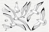 Seagulls Gull Seagull Line sketch template