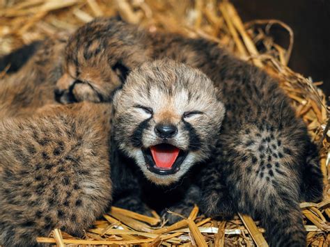 pas bevallen cheeta adopteert drie andere welpjes  beekse bergen nlr