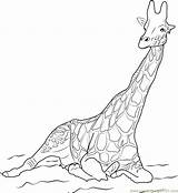 Giraffe Rothschild Coloringpages101 sketch template