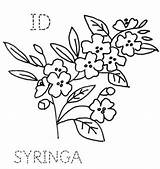 Dogwood Syringa Feathers Turkeyfeathers Flowering sketch template