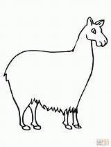 Llama Pajama Coloringhome Ausmalbilder Clipartmag Llamacorn Getcolorings Loves Camelid Kategorien sketch template