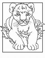Lion Coloring Pages Cub Cubs Printable Kids Cute Print Cartoon Lions Animal Drawing Don King Search Bestcoloringpagesforkids Use Click Getdrawings sketch template