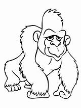 Gorilla Gorille Gorillas Gorila Colorear Chimpanzee Coloriages 搜尋 Preschoolers Getdrawings Silly sketch template