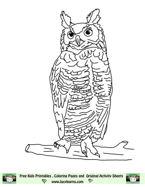 barred owl coloring   designlooter