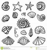 Shells Mermaid Seashells Seashell Ariels Doodle sketch template