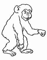 Ausmalbilder Chimpanzee Affen Schimpansen Scimmia Schimpanse Ausmalbild Gorilla Scimmie Bonobo Chimp Tiere Szympans Stampare Kleurplaat Affe Malvorlage Monyet Affenbaby Supercoloring sketch template