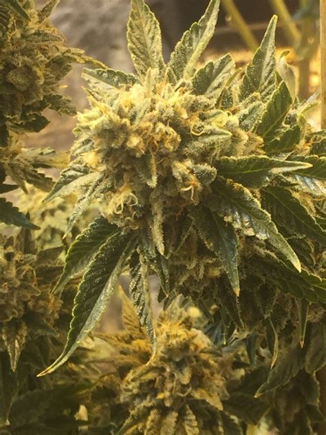 Seed Junky Genetics Thcfarmer Cannabis Cultivation Network